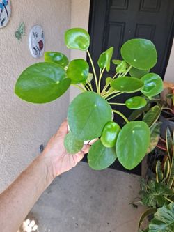 Pilea Peperomiodes "Chinese Money " Plant $15
