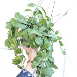 Hoya Fitchii Plant 6" Pot - Indoor House Plants 