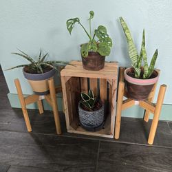 Plants/ Plants Stand
