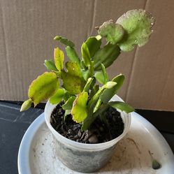 White Flowers Thanksgiving Cactus Christmas