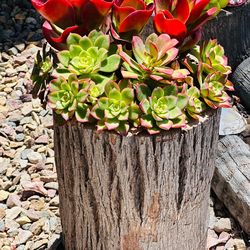 Beautiful succulents in wood unique