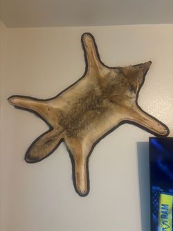 Coyote taxidermy