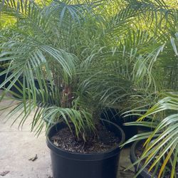 Pygmy Palm 20g $125each