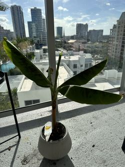 Banana Plant