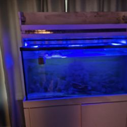 Saltwater Fish Tank