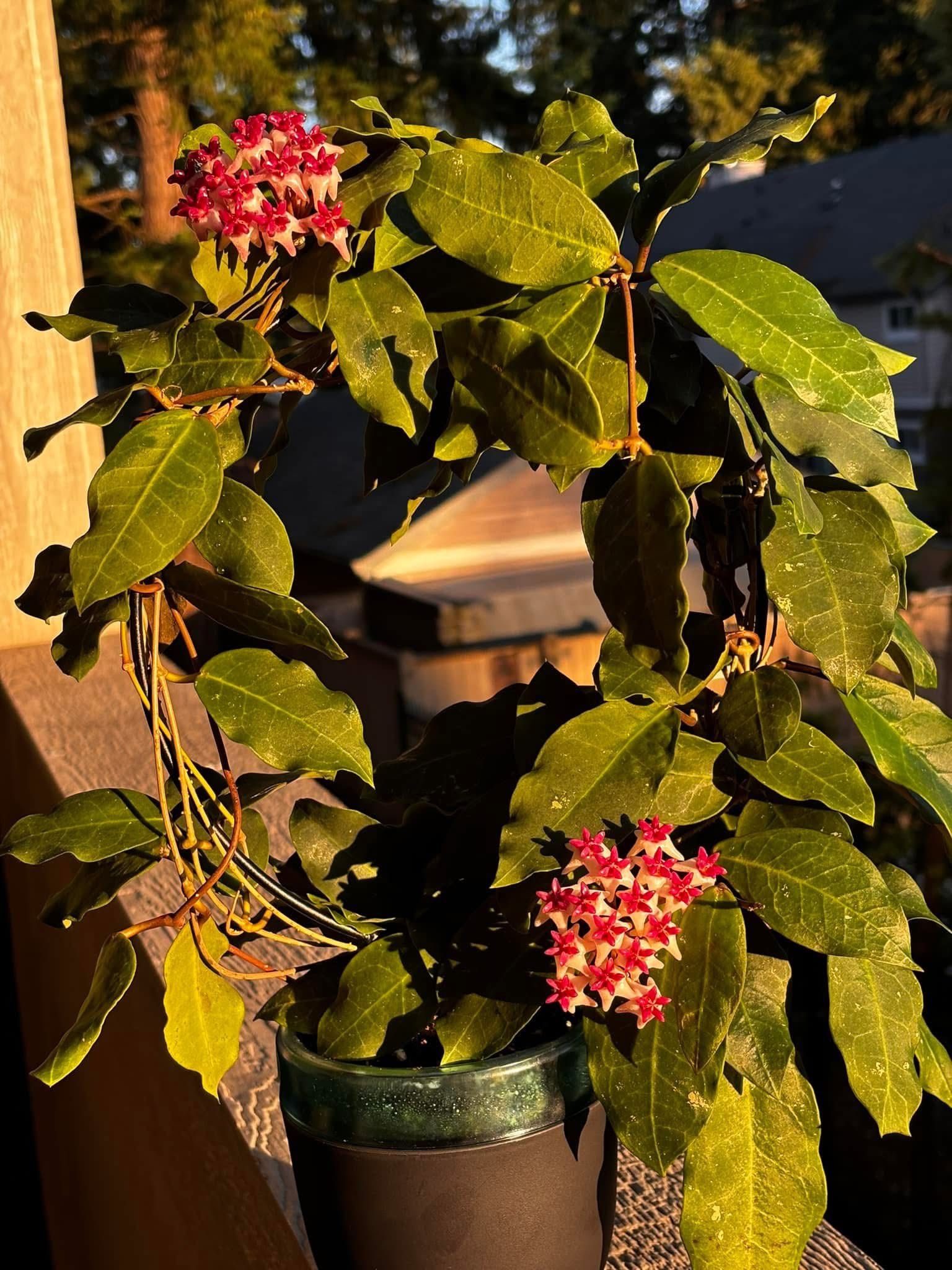 Hoya Patricia