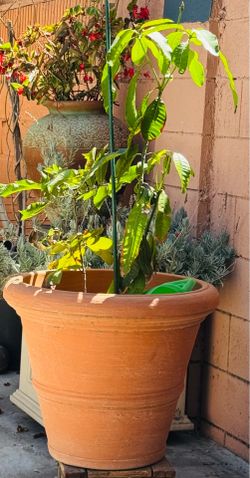Mango Tree