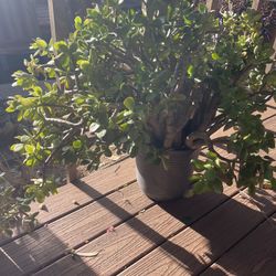 Tonn Of Plants For Sale! Moving Out! 🪴🪴🪴