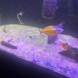 Fish Tank *** Pecera Grande