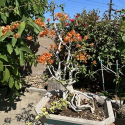 Bonsai Bougainvillea 