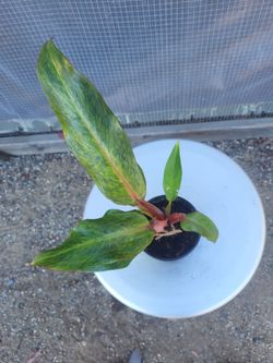 Philodendron Prince of orange Plant 4" Nursery Pot