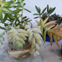 5 Plants Take It All For $20