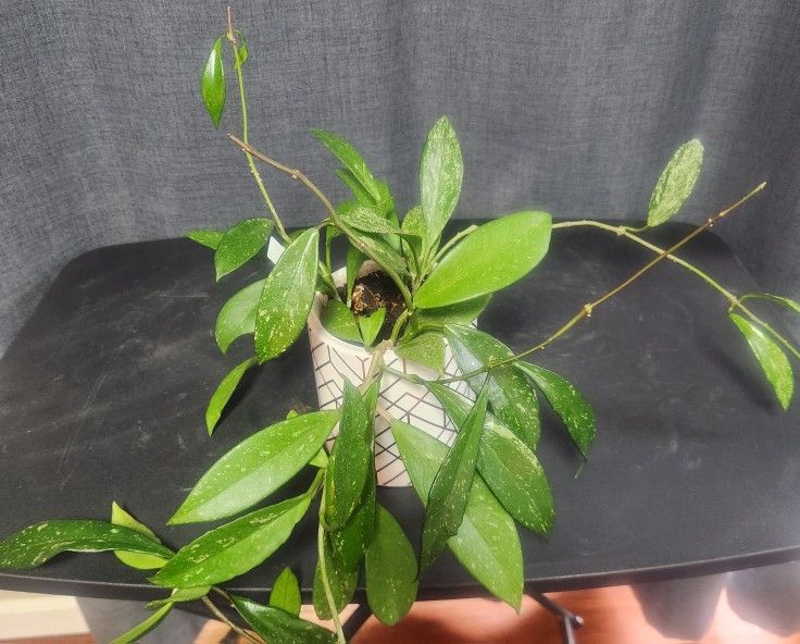 Hoya Publicalyx Plant With Decor POT