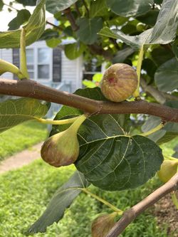 Organic figs $4.99 Per Pound