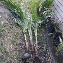 Coconut plants for Sale $10 each 