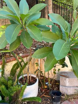 5’ pink plumeria