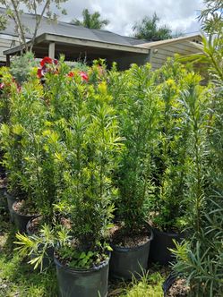 Podocarpus Hedges 7gl 4-4.5ft🏡$19