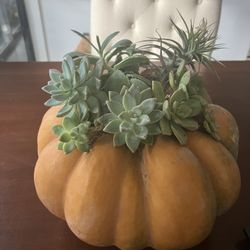 Pumpkin Ornament Plants 