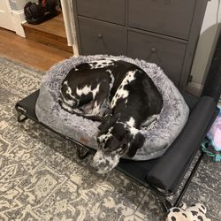 Elevated Dog Bed
