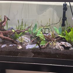 40 Gallon Fish Tank