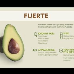 Fuerte Avocados 🥑 Aguacates 