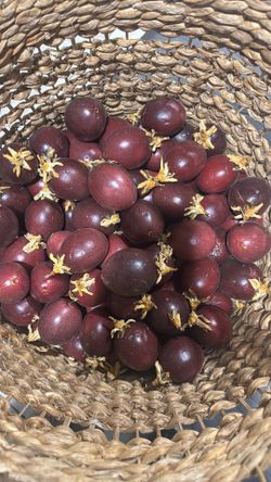 Organic juice passion fruit 🍎 ( maracuya )