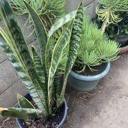 Plants 