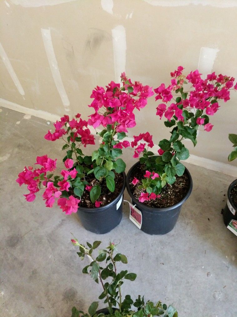 ROSE TREES ROSES SUCCLENTS FRUIT TREES BOGAVILLE ORLANDERS GERANIUMS HIBISCUS PETUNIA COMBOS PALMS