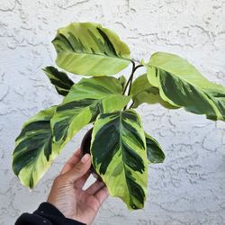 4" Calathea 'Yellow Fusion'