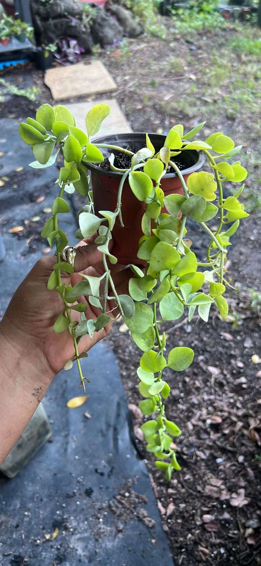 Dischidia Plant