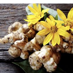 2 pounds of sunchoke tubers/bulbs- Perennial Vegetable- Plant Once