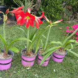 Amaryllis Plant