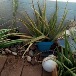 Potted Aloe Vera 9 Inch Deep Pot