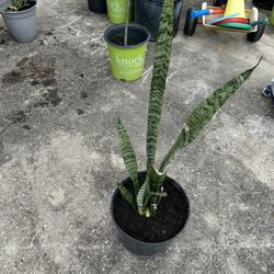 Snake Plant (Mother N’Law Tongue)