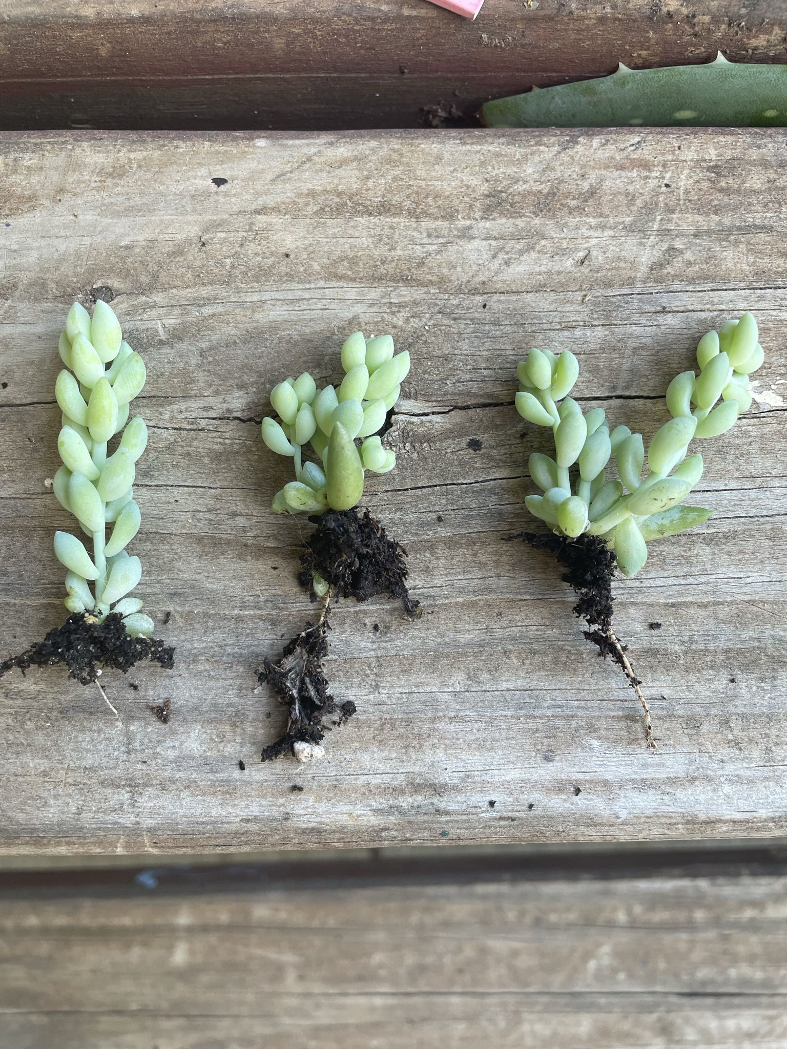 Burros Tail, Burros Tail Plant, Donkey Tail Plant, Sedum Morganianum, Sedum Burrito