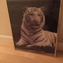 2— WHITE TIGER PICTURES 