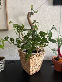 Monstera Swiss plant and woven basket with moss pole