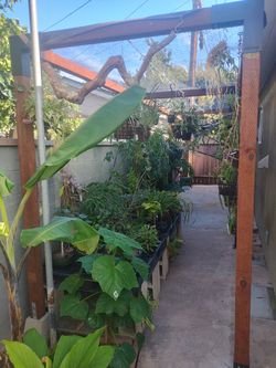 Orchids and other unique tropical plants