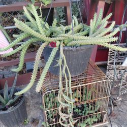 Red Dragon Huernia Succulent 
