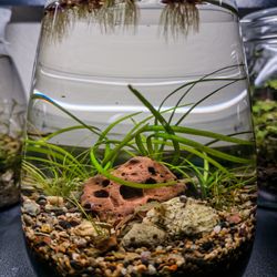 Desktop Aquarium Ecosystem 