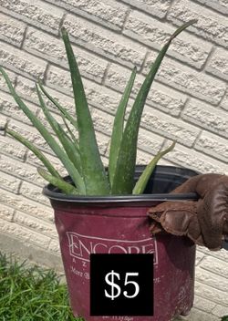 Large Aloe Vera established in pot grows fast after repot- 5$