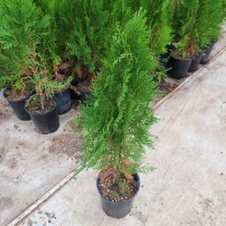 Pinos Tulias 1gallon 2.5ft Tall 