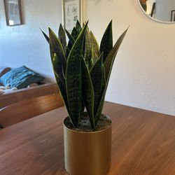 Fake Snake Plant 