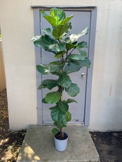 Ficus Lyrata Fiddle Leaf Fig Tree House Plant 8.5” Pot