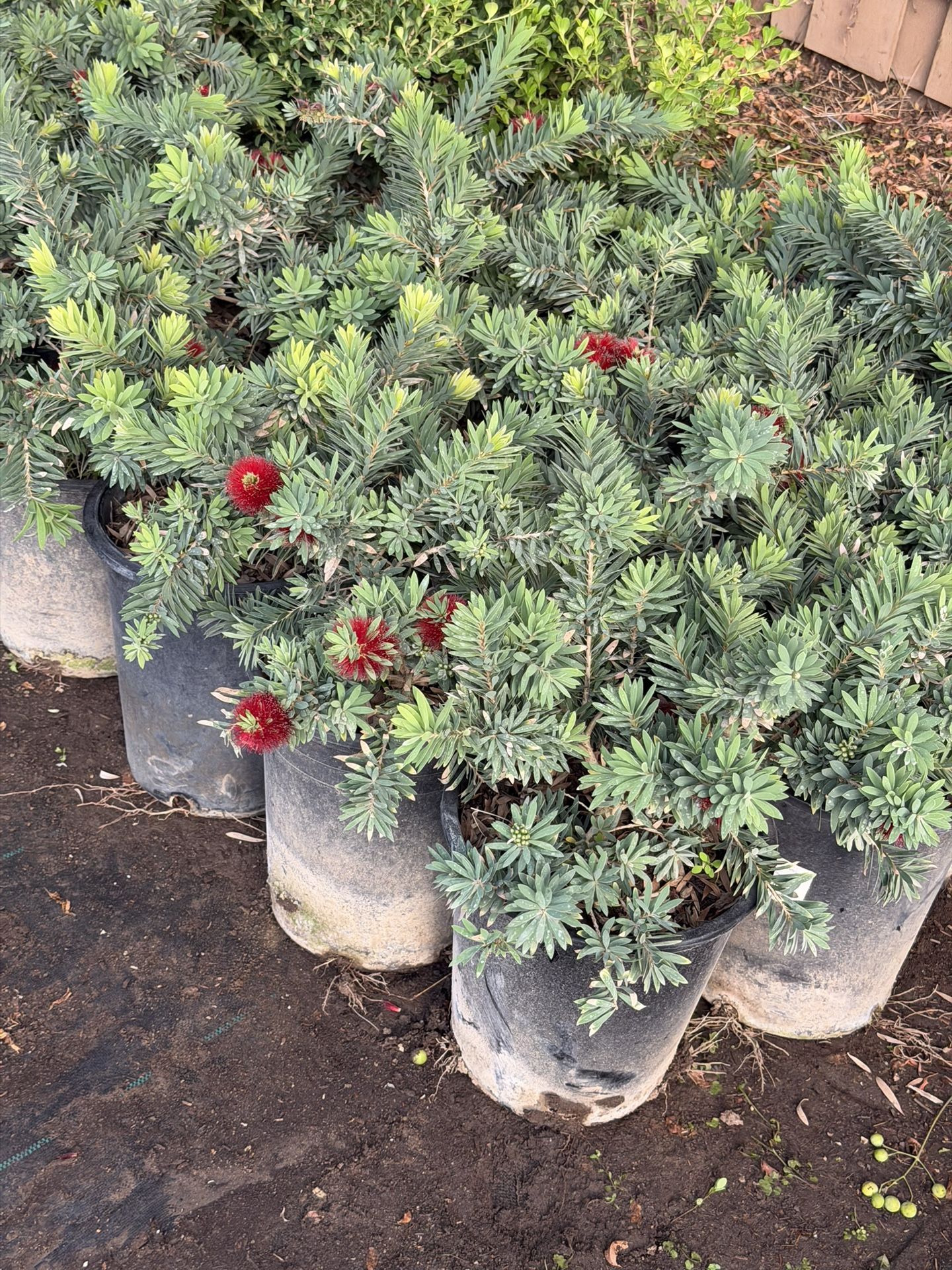 Bottle Brush Bush 5 Gal