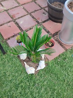 Sago Palm