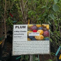 Combination Plum Trees 