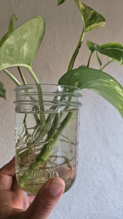 Golden Pothos Plant cuttings