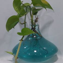 Pothos Plants (In Water)
