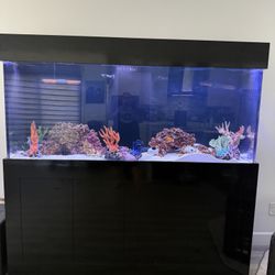 180 Gallon Salt Water Fish Tank Need To Sell